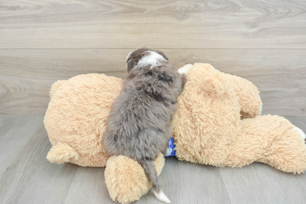 Energetic Mini Berniedoodle Poodle Mix Puppy