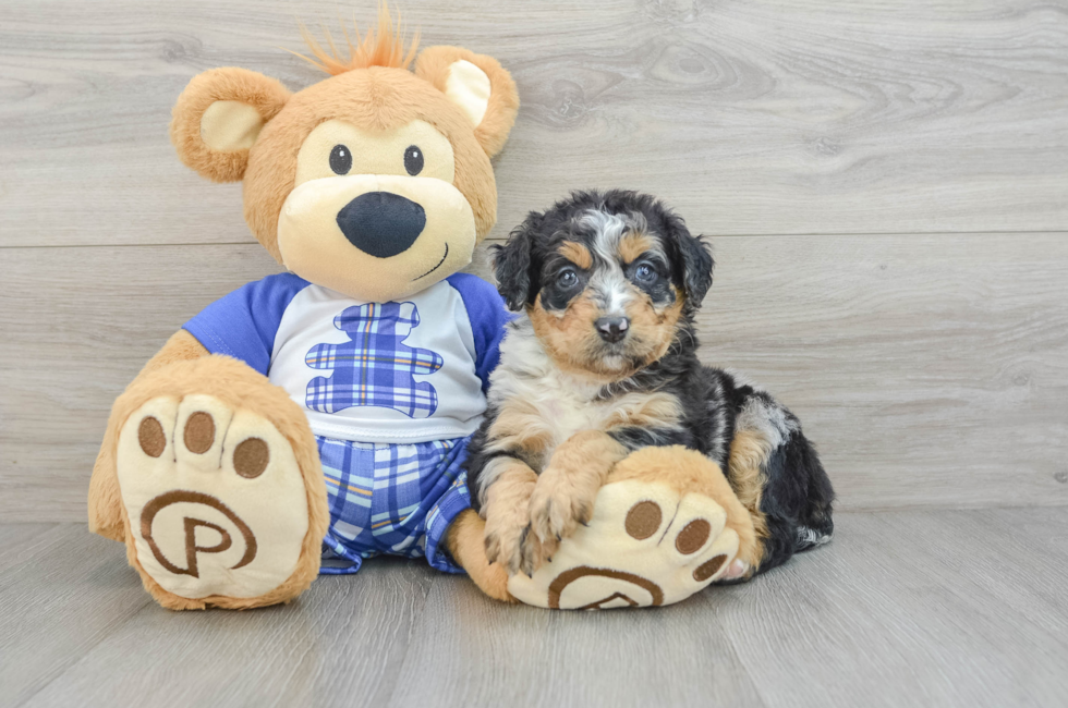 5 week old Mini Bernedoodle Puppy For Sale - Florida Fur Babies