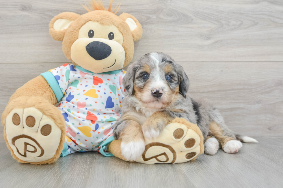 6 week old Mini Bernedoodle Puppy For Sale - Florida Fur Babies