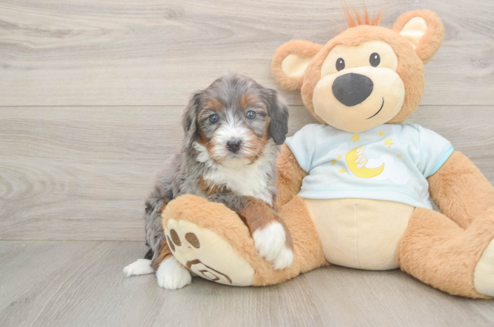 5 week old Mini Bernedoodle Puppy For Sale - Florida Fur Babies