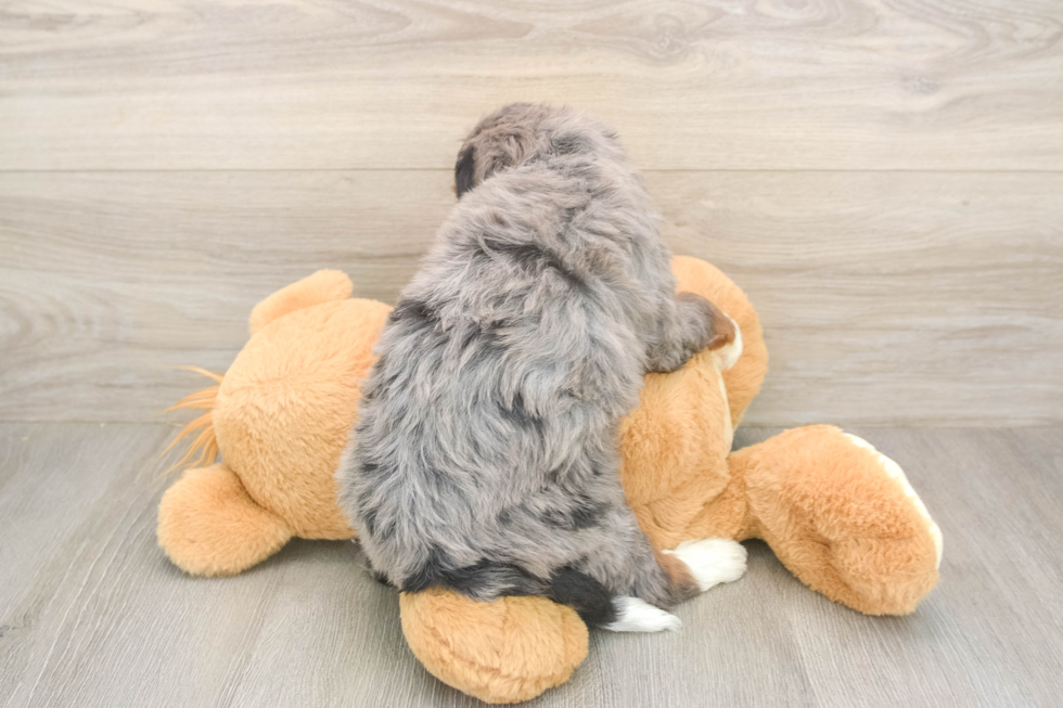 Friendly Mini Bernedoodle Baby
