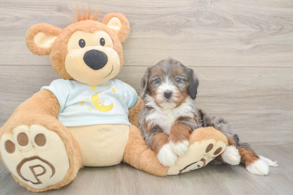 Mini Bernedoodle Puppy for Adoption