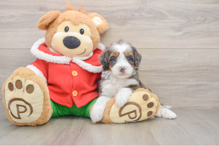 Petite Mini Bernedoodle Poodle Mix Pup