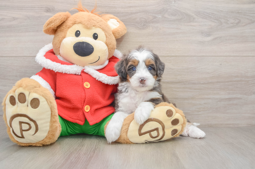 5 week old Mini Bernedoodle Puppy For Sale - Florida Fur Babies