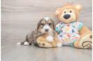 Fluffy Mini Bernedoodle Poodle Mix Pup
