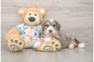 Mini Bernedoodle Pup Being Cute