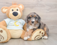 6 week old Mini Bernedoodle Puppy For Sale - Florida Fur Babies