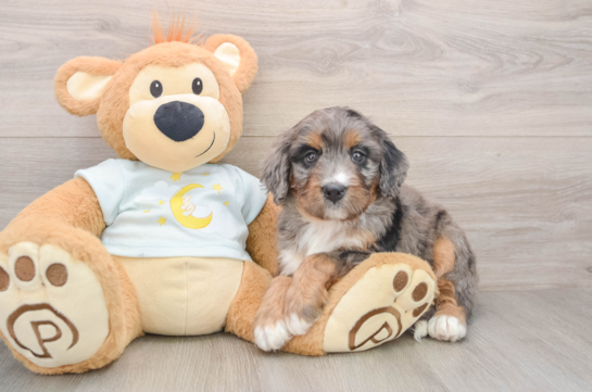 Adorable Mini Berniedoodle Poodle Mix Puppy
