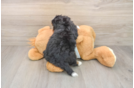 Little Mini Bernadoodle Poodle Mix Puppy