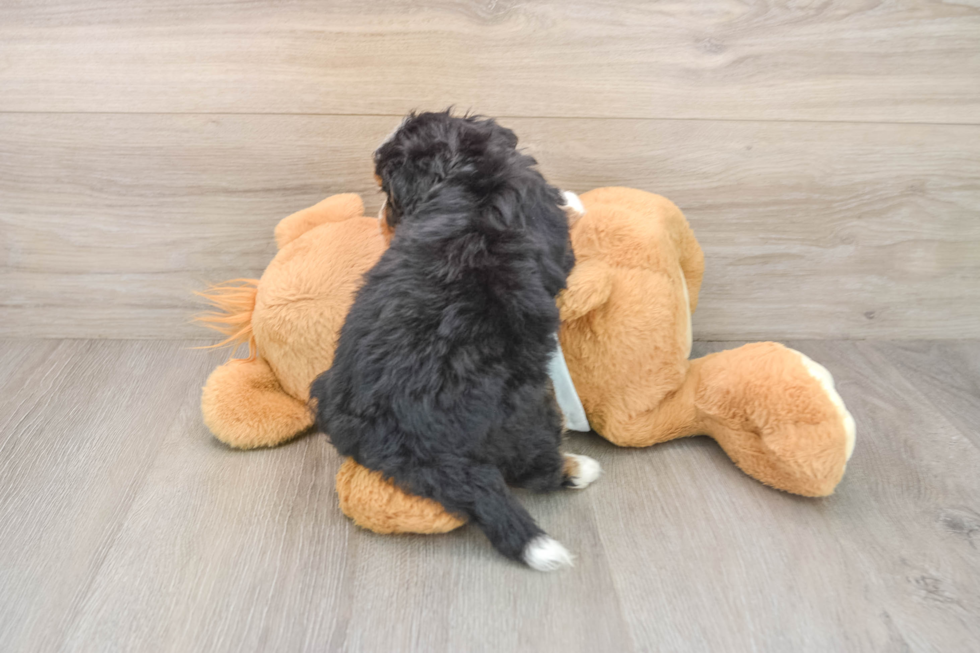 Little Mini Bernadoodle Poodle Mix Puppy
