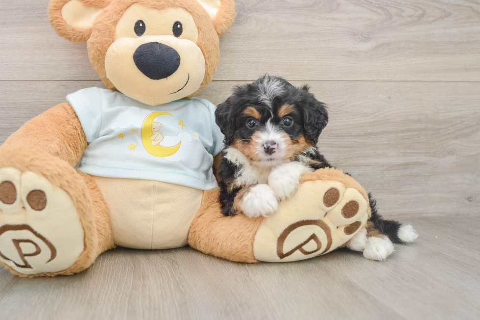 Mini Bernedoodle Puppy for Adoption
