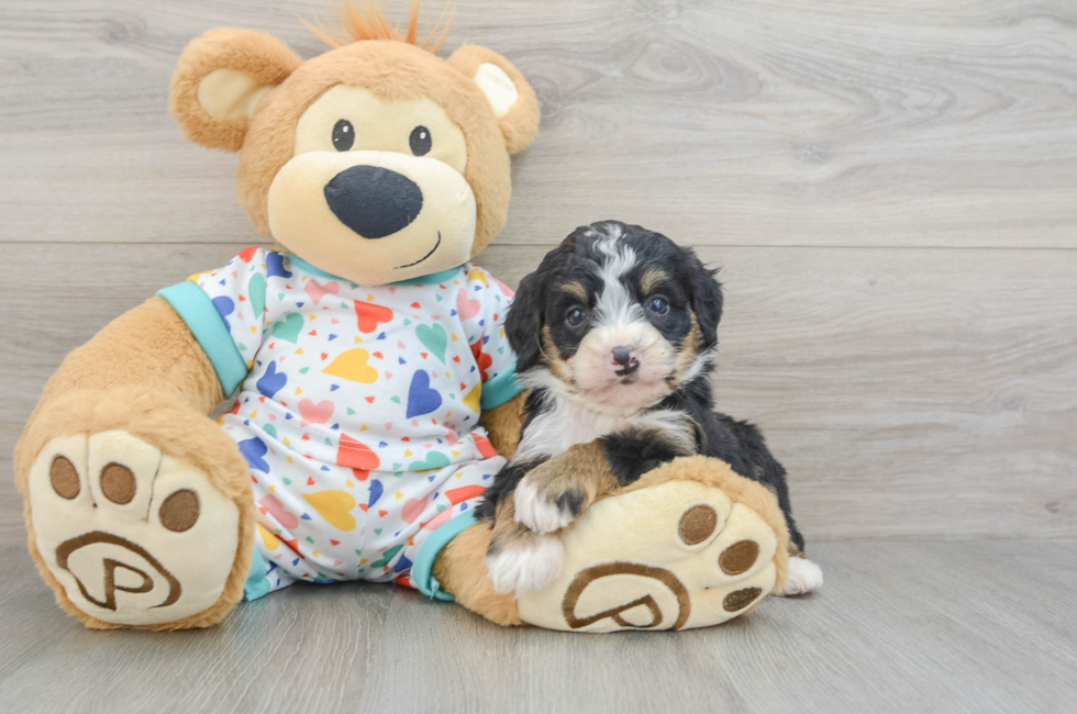 6 week old Mini Bernedoodle Puppy For Sale - Florida Fur Babies