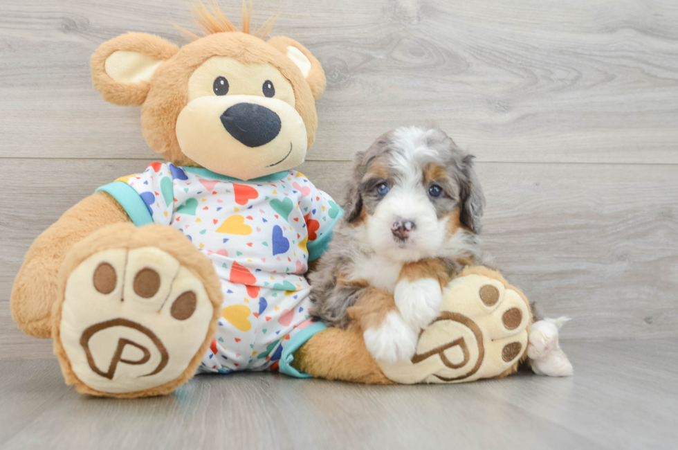 5 week old Mini Bernedoodle Puppy For Sale - Florida Fur Babies
