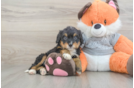 Best Mini Bernedoodle Baby