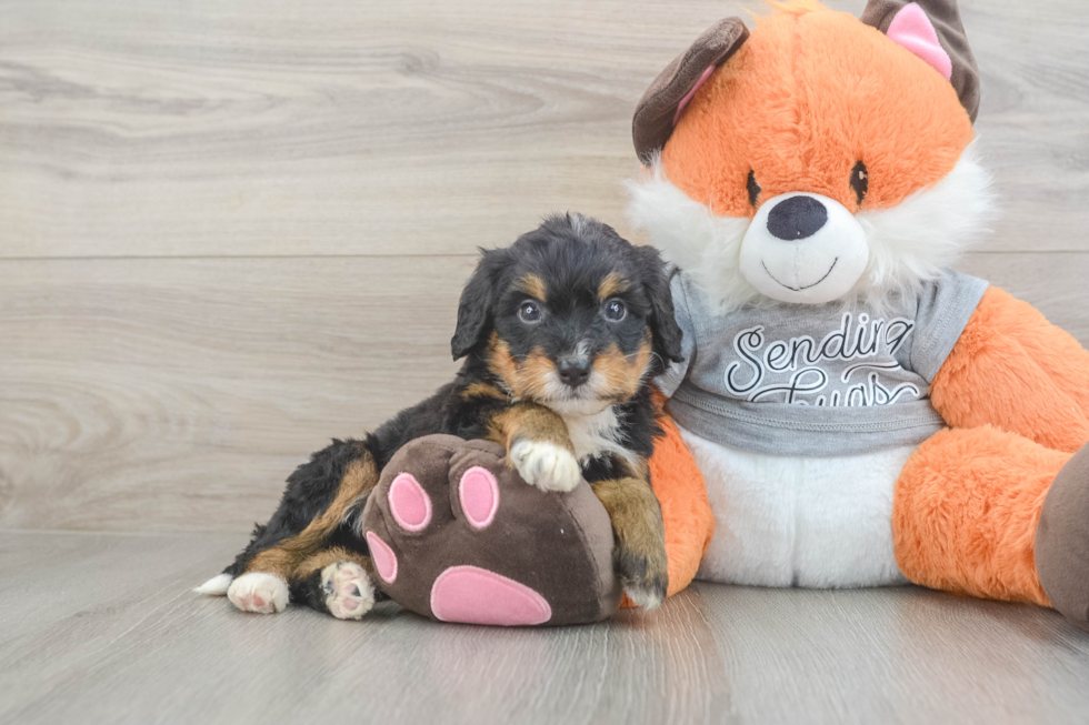 Best Mini Bernedoodle Baby