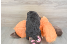 Funny Mini Bernedoodle Poodle Mix Pup
