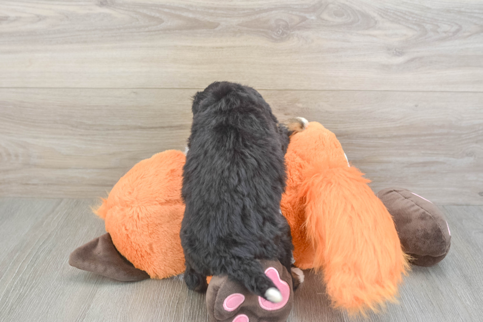 Funny Mini Bernedoodle Poodle Mix Pup