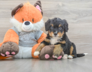 5 week old Mini Bernedoodle Puppy For Sale - Florida Fur Babies