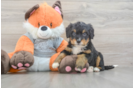 Happy Mini Bernedoodle Baby