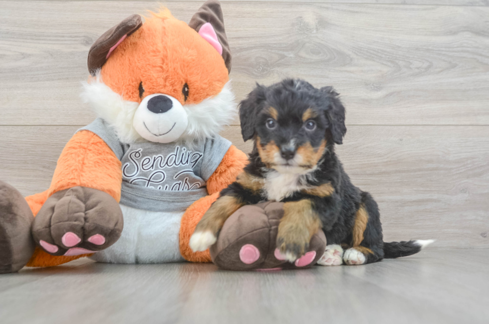 4 week old Mini Bernedoodle Puppy For Sale - Florida Fur Babies