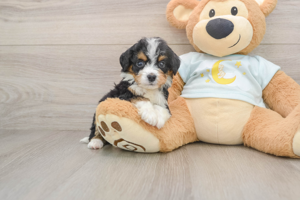 Energetic Mini Bernesedoodle Poodle Mix Puppy
