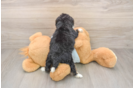 Small Mini Bernedoodle Baby