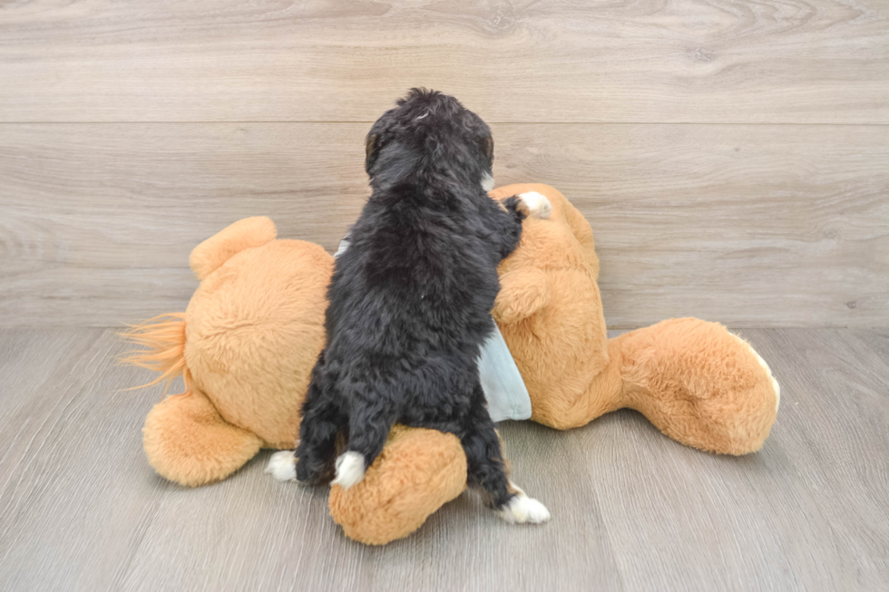 Small Mini Bernedoodle Baby