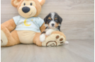 Popular Mini Bernedoodle Poodle Mix Pup