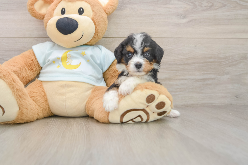 Popular Mini Bernedoodle Poodle Mix Pup