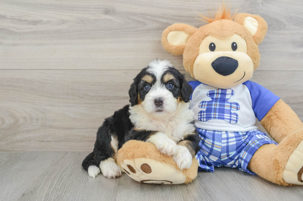 7 week old Mini Bernedoodle Puppy For Sale - Florida Fur Babies