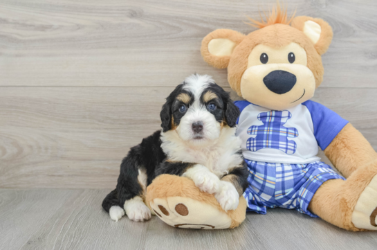 Popular Mini Bernedoodle Poodle Mix Pup