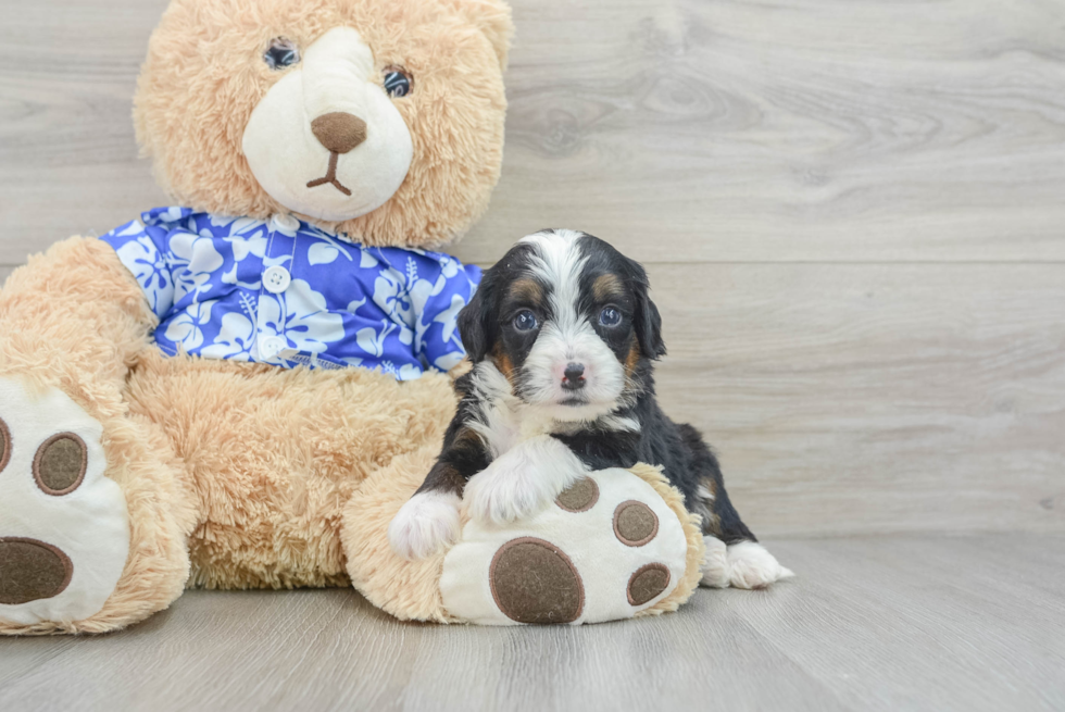 Mini Bernedoodle Puppy for Adoption