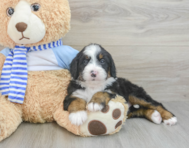 6 week old Mini Bernedoodle Puppy For Sale - Florida Fur Babies