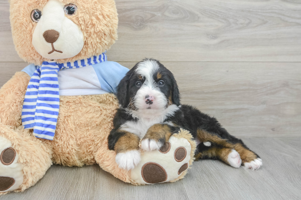 6 week old Mini Bernedoodle Puppy For Sale - Florida Fur Babies