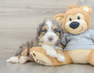 7 week old Mini Bernedoodle Puppy For Sale - Florida Fur Babies