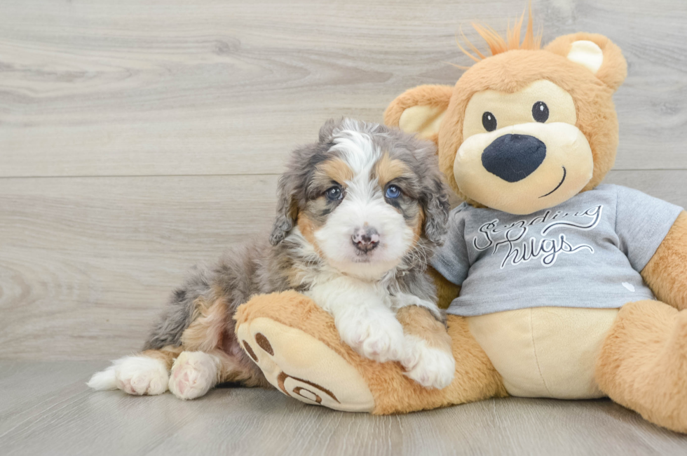 6 week old Mini Bernedoodle Puppy For Sale - Florida Fur Babies