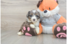 Friendly Mini Bernedoodle Baby