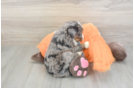 Mini Bernedoodle Pup Being Cute