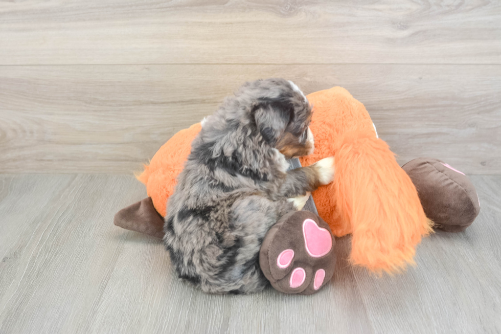 Mini Bernedoodle Pup Being Cute
