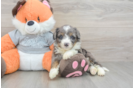 Mini Bernedoodle Pup Being Cute