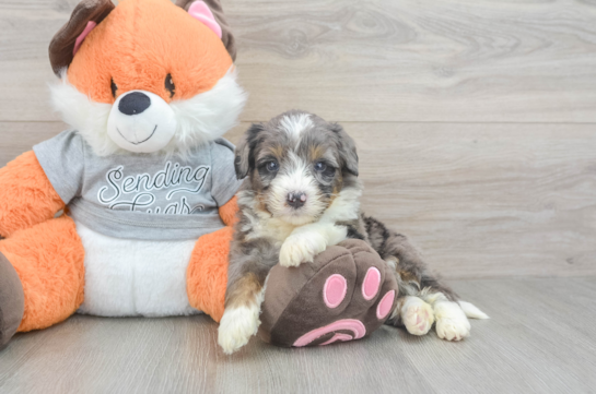 Mini Bernedoodle Pup Being Cute