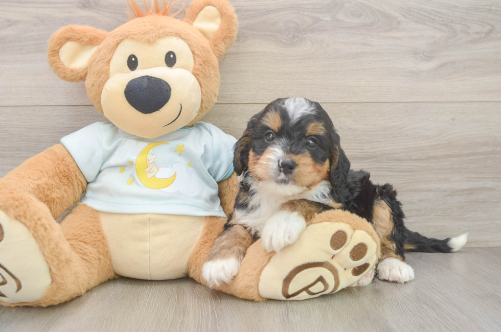 5 week old Mini Bernedoodle Puppy For Sale - Florida Fur Babies