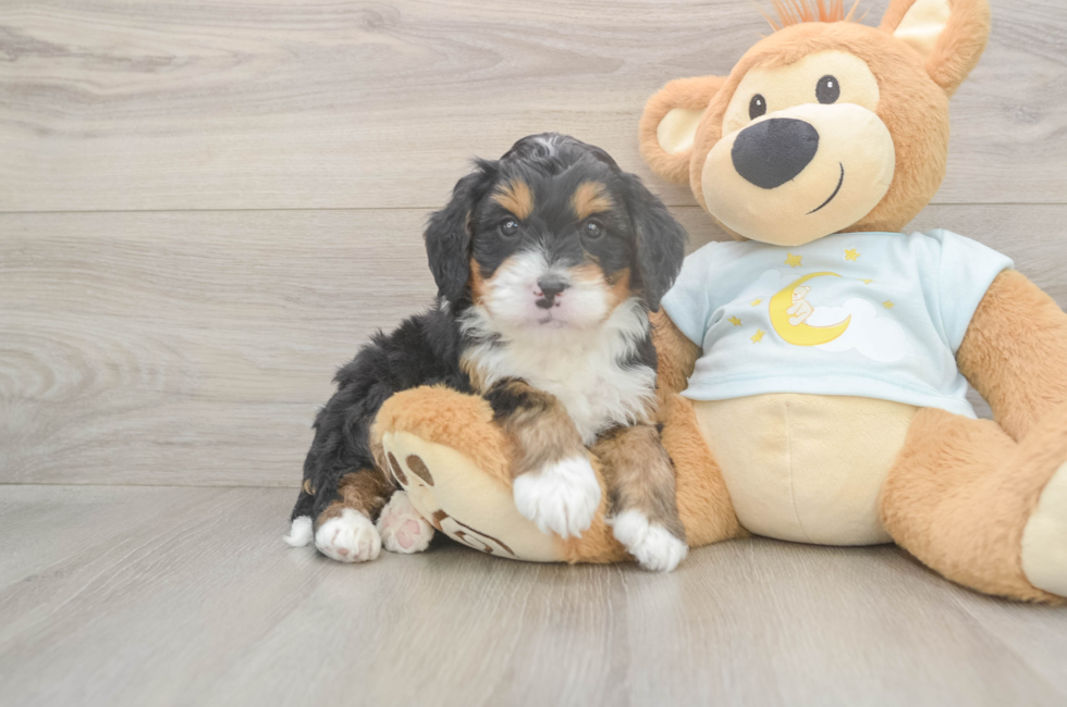 5 week old Mini Bernedoodle Puppy For Sale - Florida Fur Babies