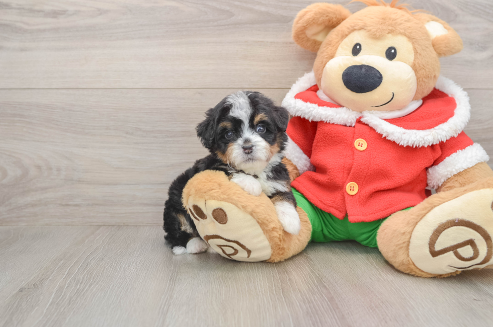 5 week old Mini Bernedoodle Puppy For Sale - Florida Fur Babies