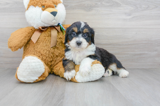 30 week old Mini Bernedoodle Puppy For Sale - Florida Fur Babies