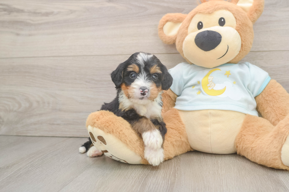 5 week old Mini Bernedoodle Puppy For Sale - Florida Fur Babies