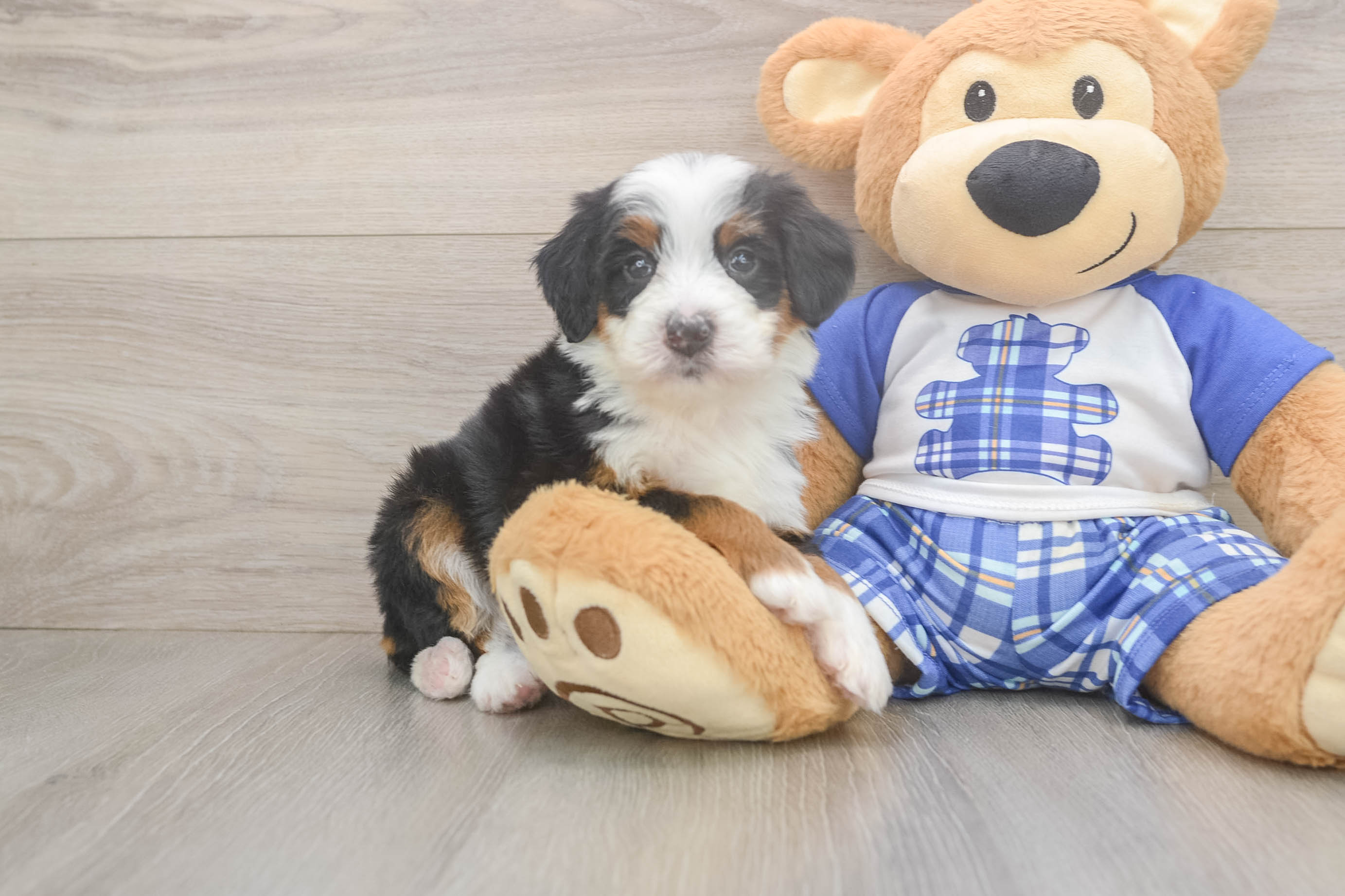 Hypoallergenic Mini Berniedoodle Poodle Mix Puppy