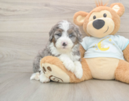 6 week old Mini Bernedoodle Puppy For Sale - Florida Fur Babies