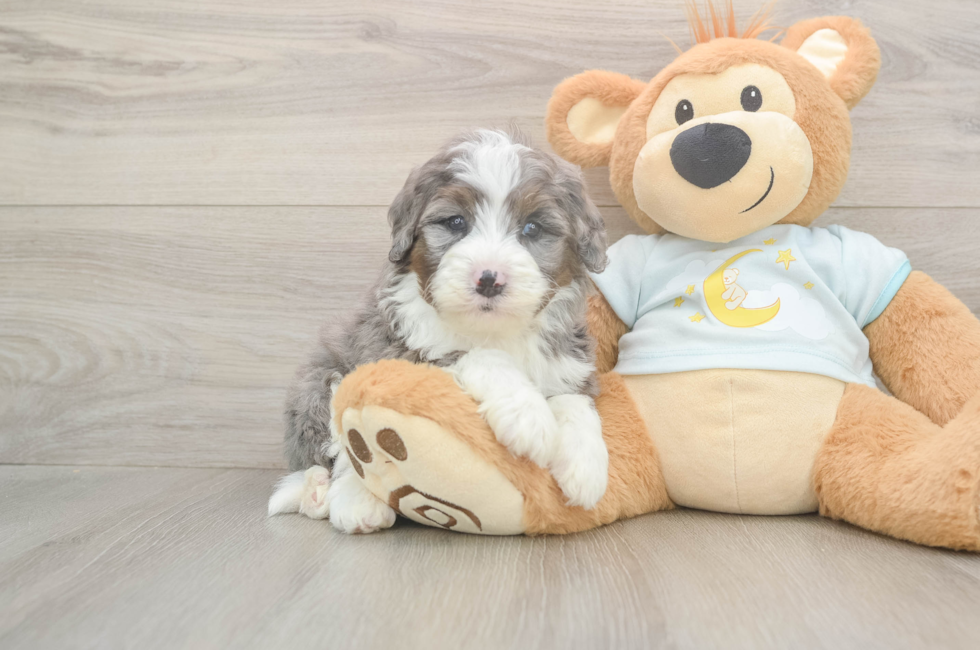 5 week old Mini Bernedoodle Puppy For Sale - Florida Fur Babies