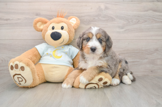 Fluffy Mini Bernedoodle Poodle Mix Pup